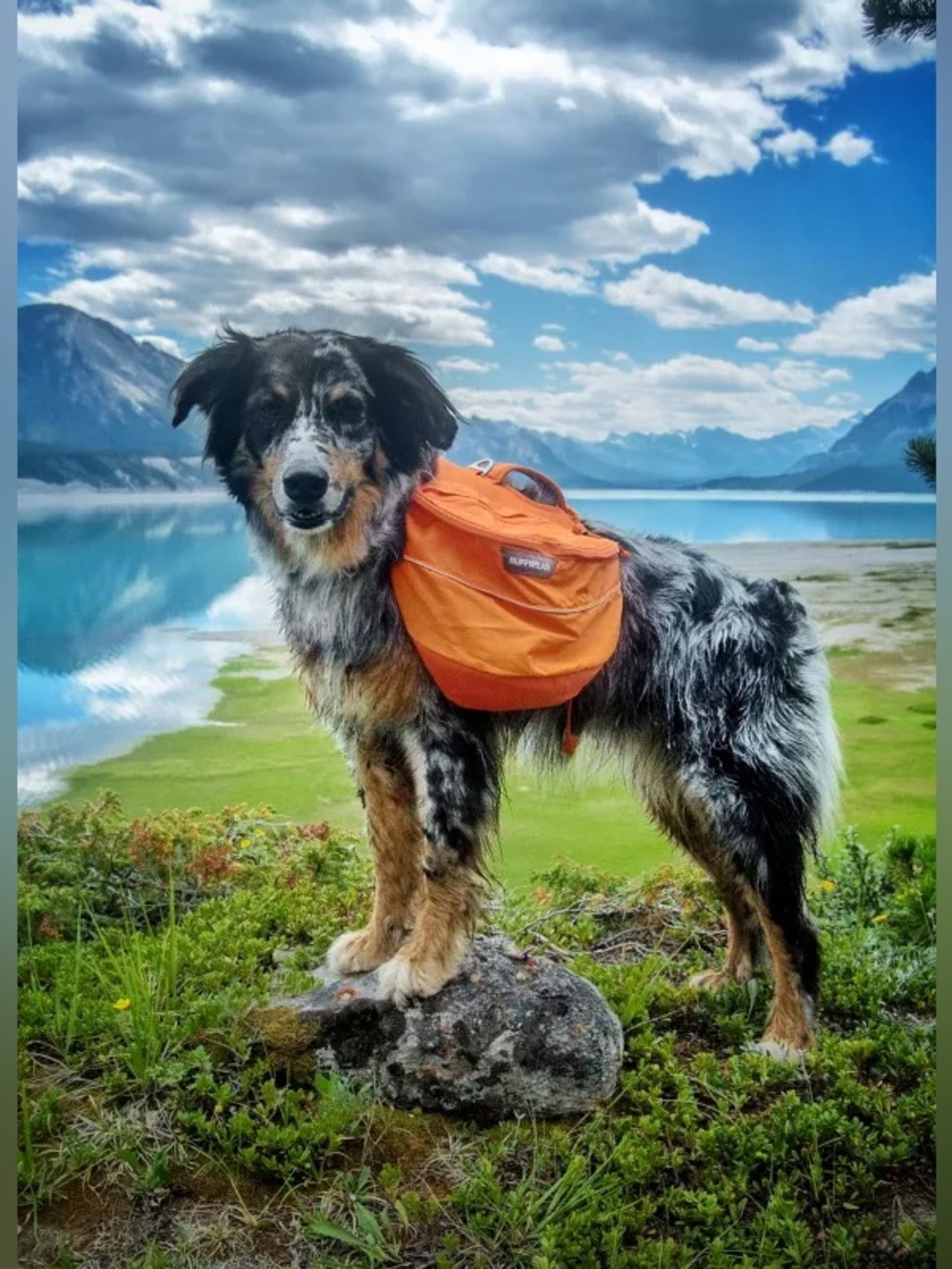 Ruffwear Approach Pack